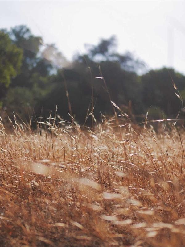 Pantaloneta Surf Hombre